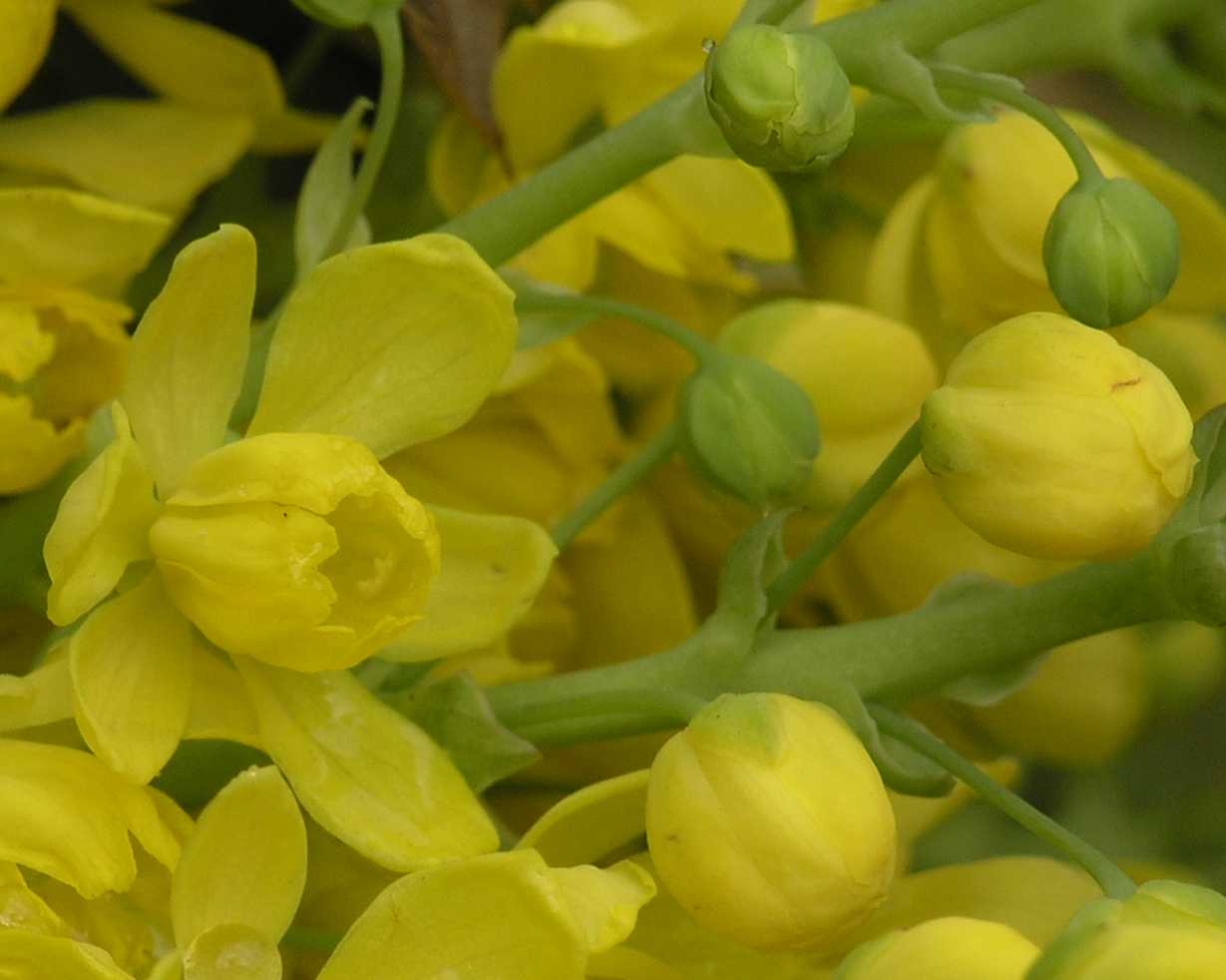 Berberidaceae Mahonia 