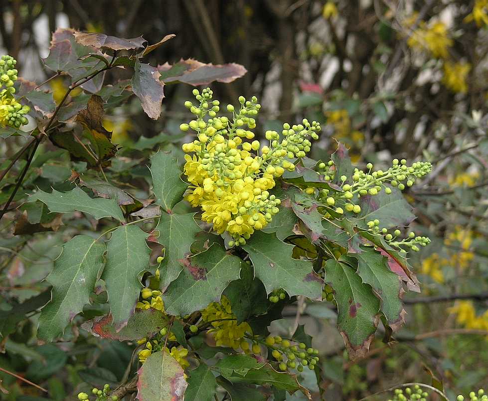 Berberidaceae Mahonia 