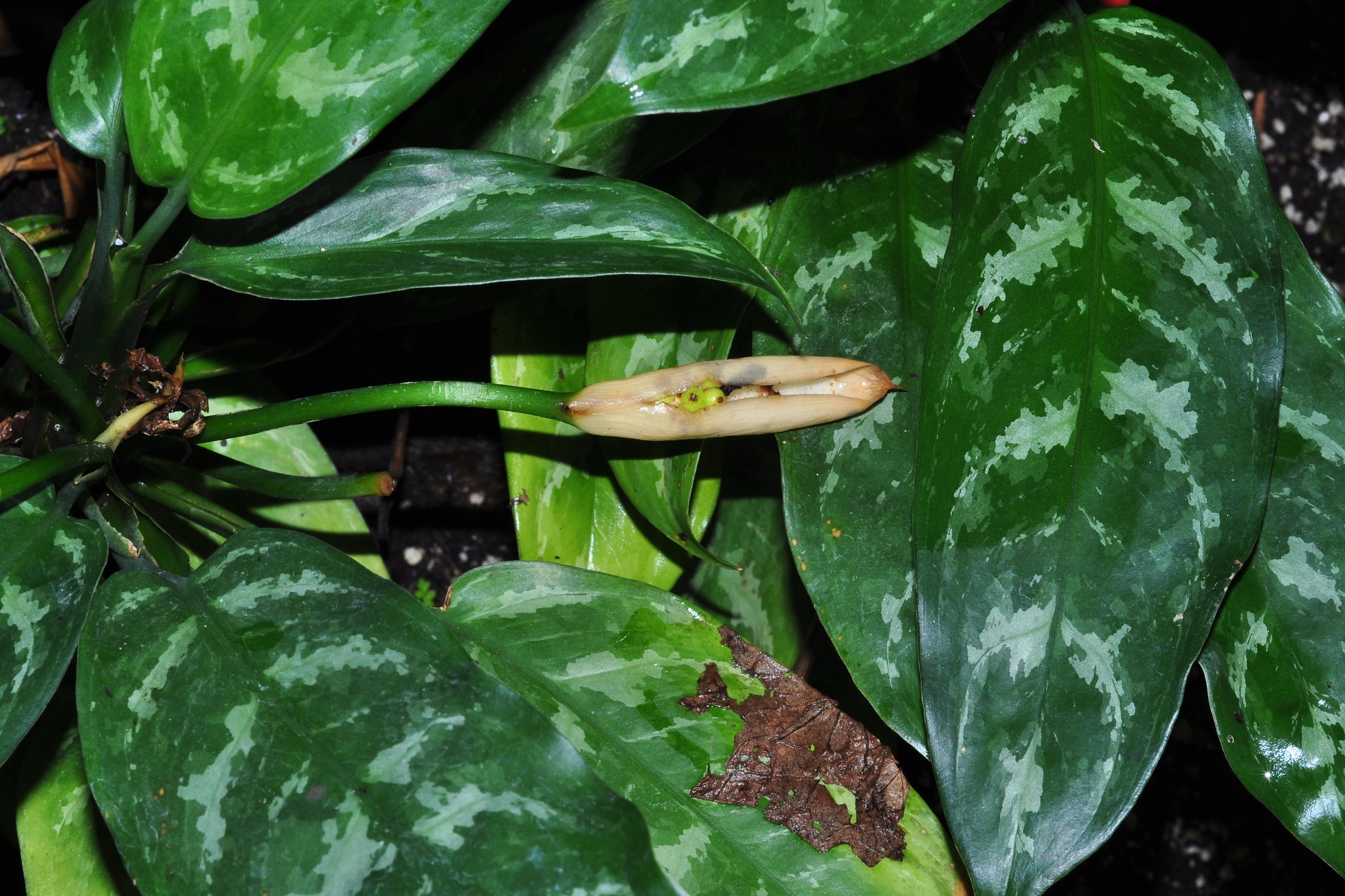 Araceae Aglaonema marantifolium