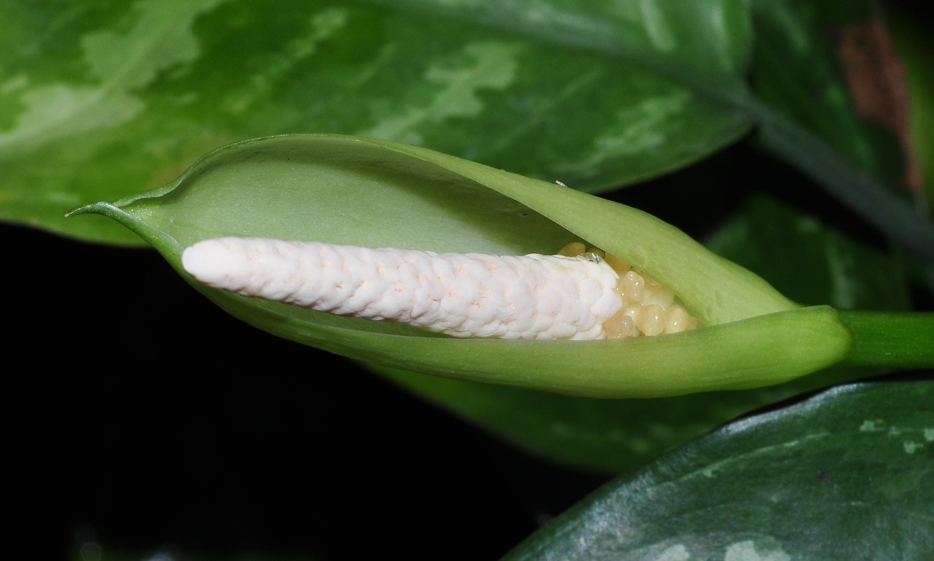 Araceae Aglaonema marantifolium