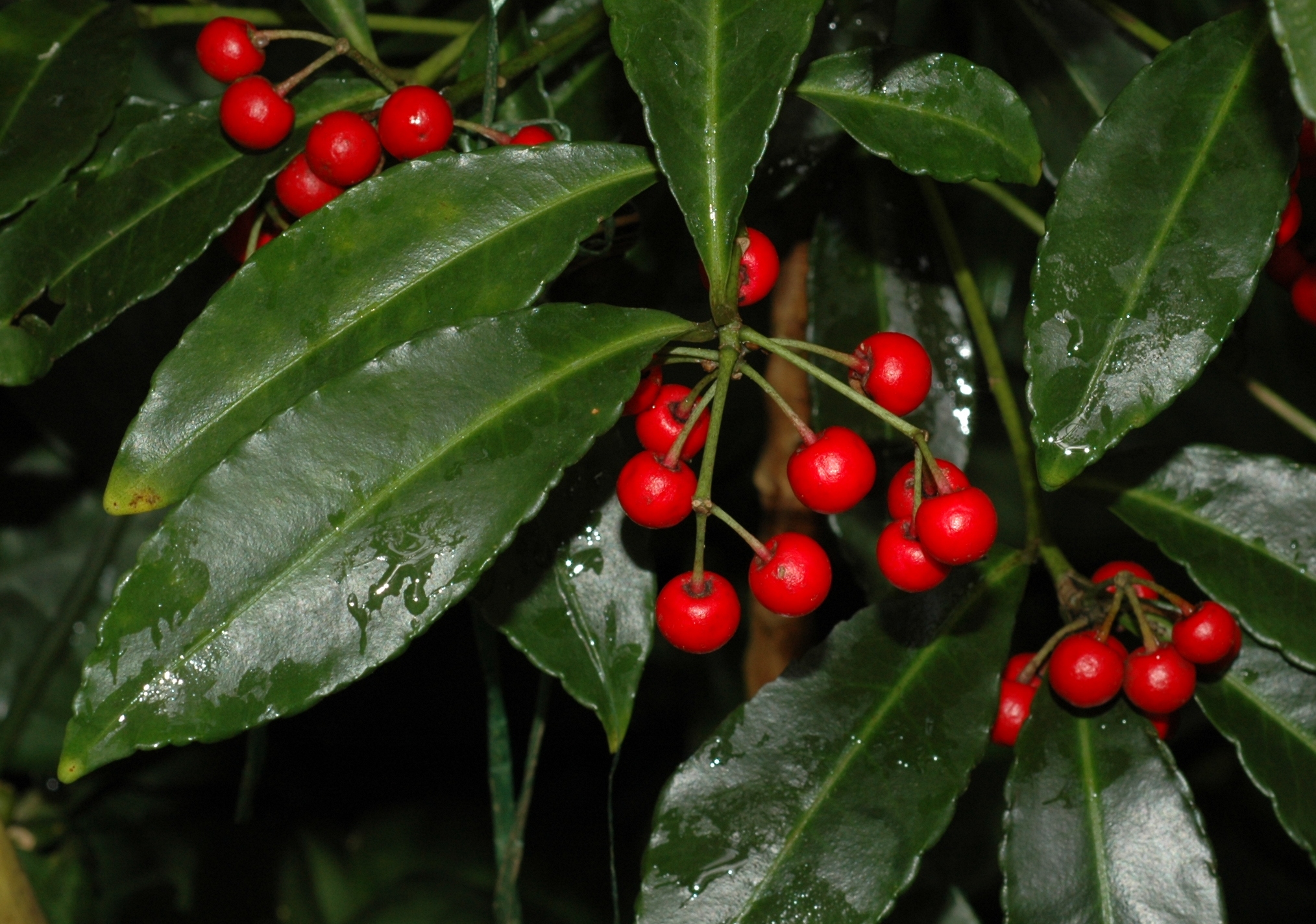 Primulaceae Ardisia crenata