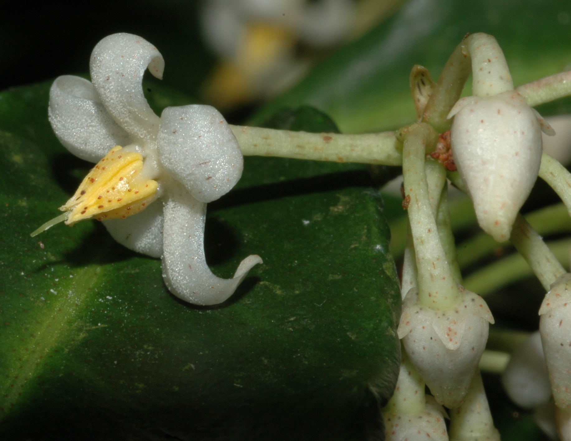 Primulaceae Ardisia crenata