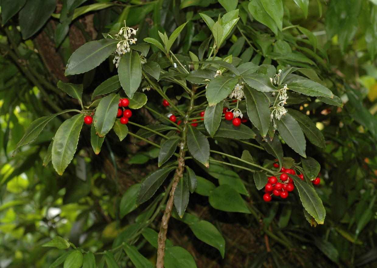 Primulaceae Ardisia crenata