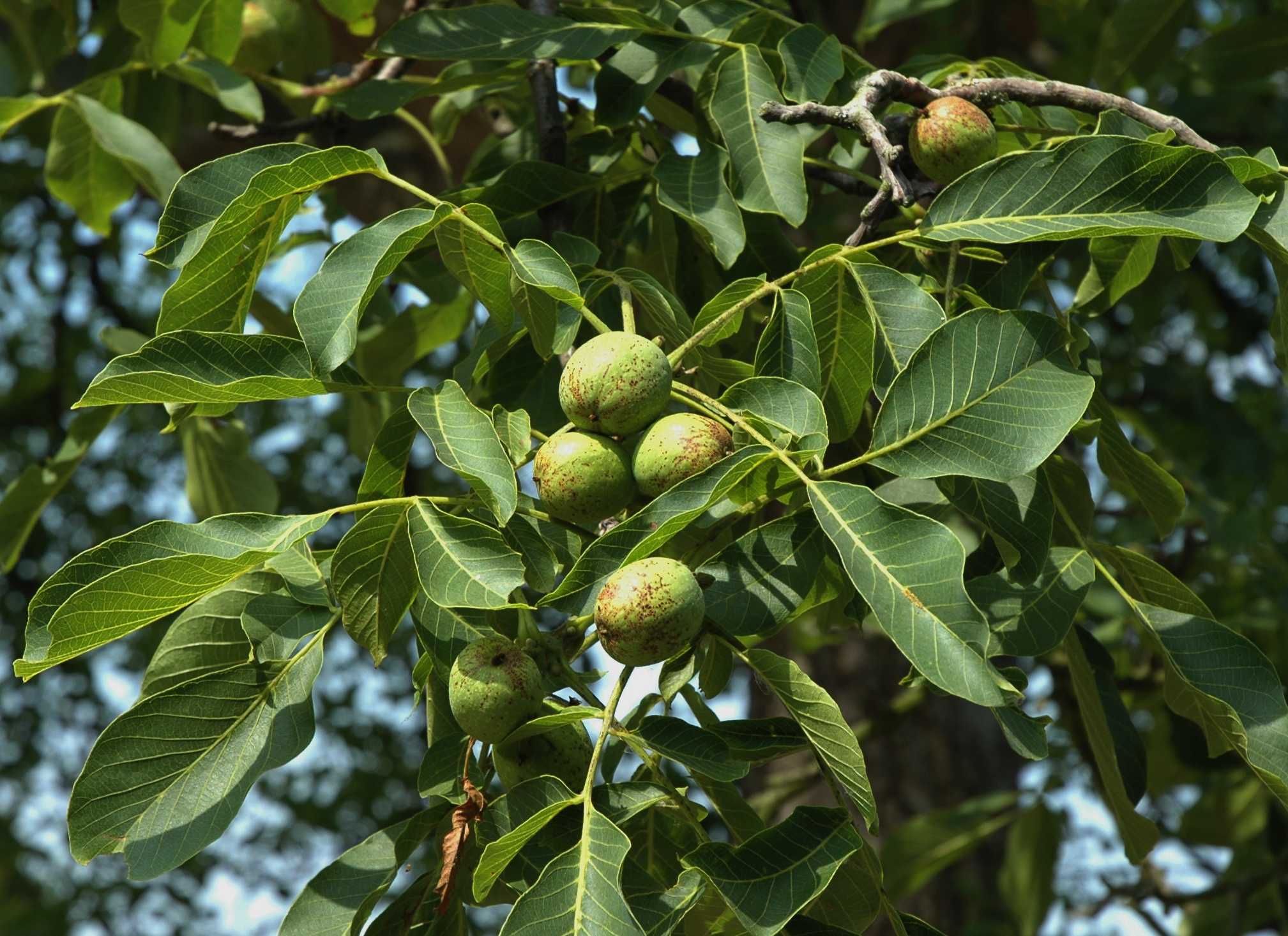 Juglandaceae Juglans regia