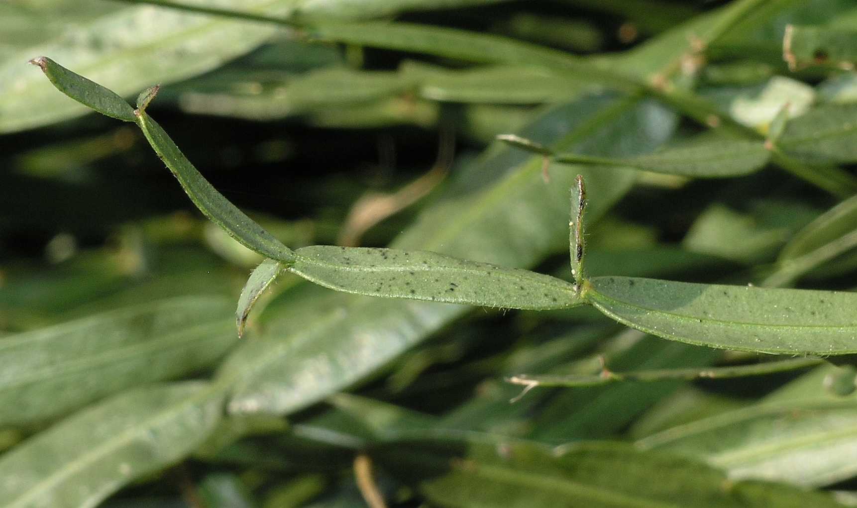 Fabaceae Genista saggitalis