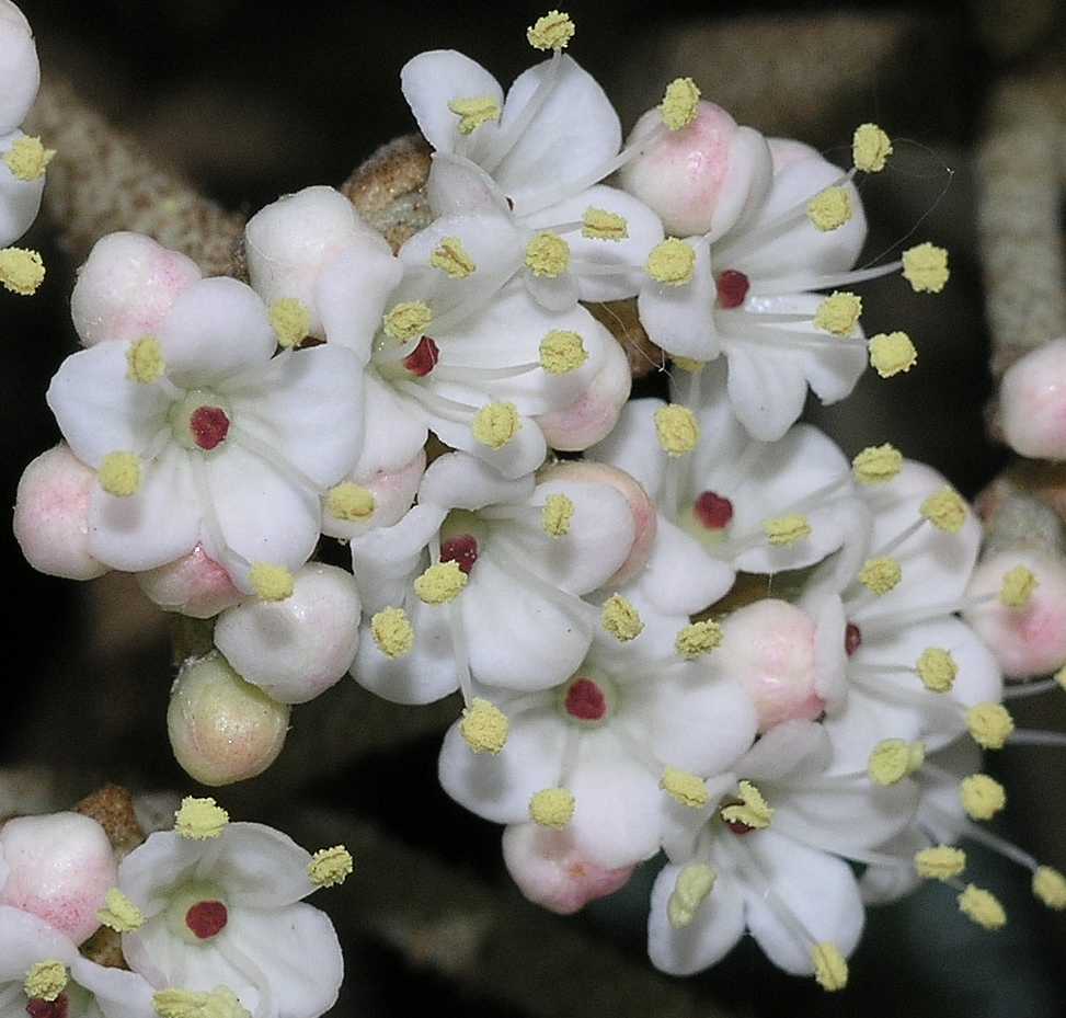 Adoxaceae Viburnum rhytidophyllum