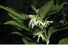 image of Sarcococca confusa