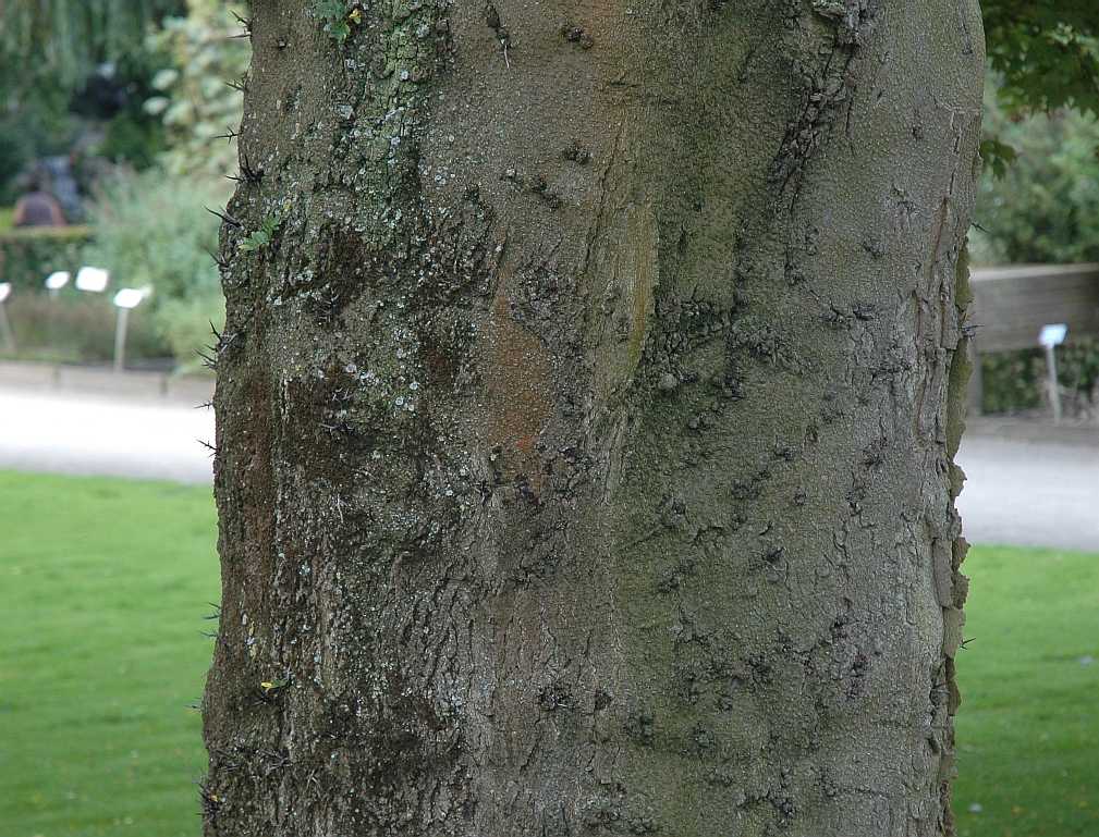 Fabaceae Gleditsia triacanthos