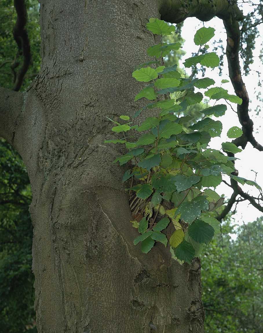 Betulaceae Corylus avellana