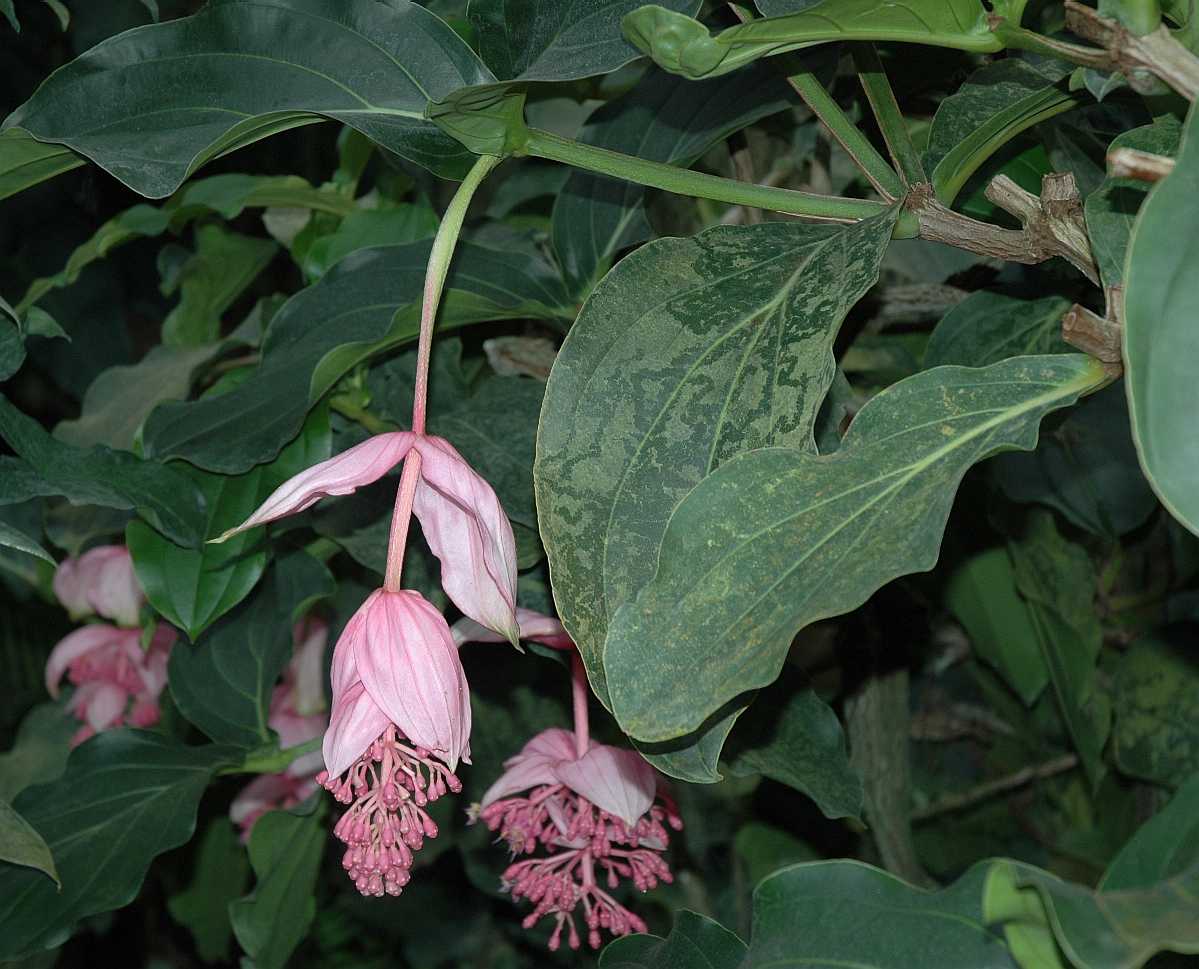 Melastomataceae Medinilla magnifica