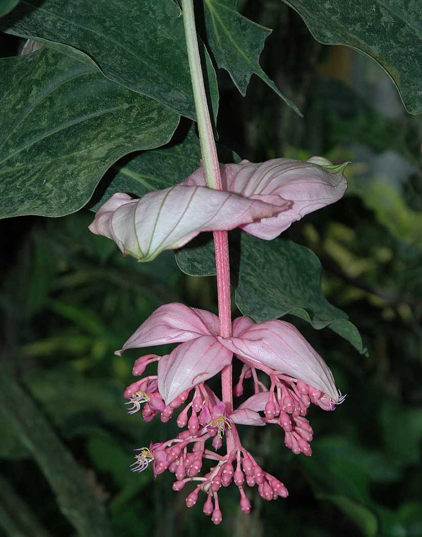 Melastomataceae Medinilla magnifica