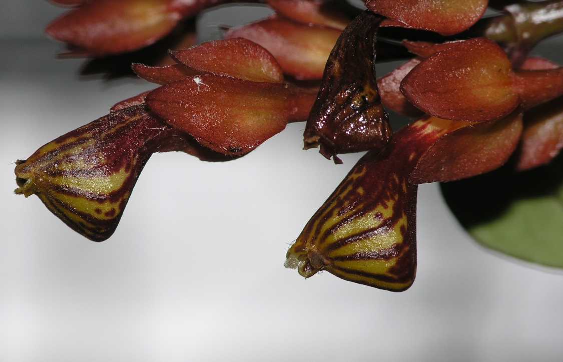 Gesneriaceae Nematanthus 