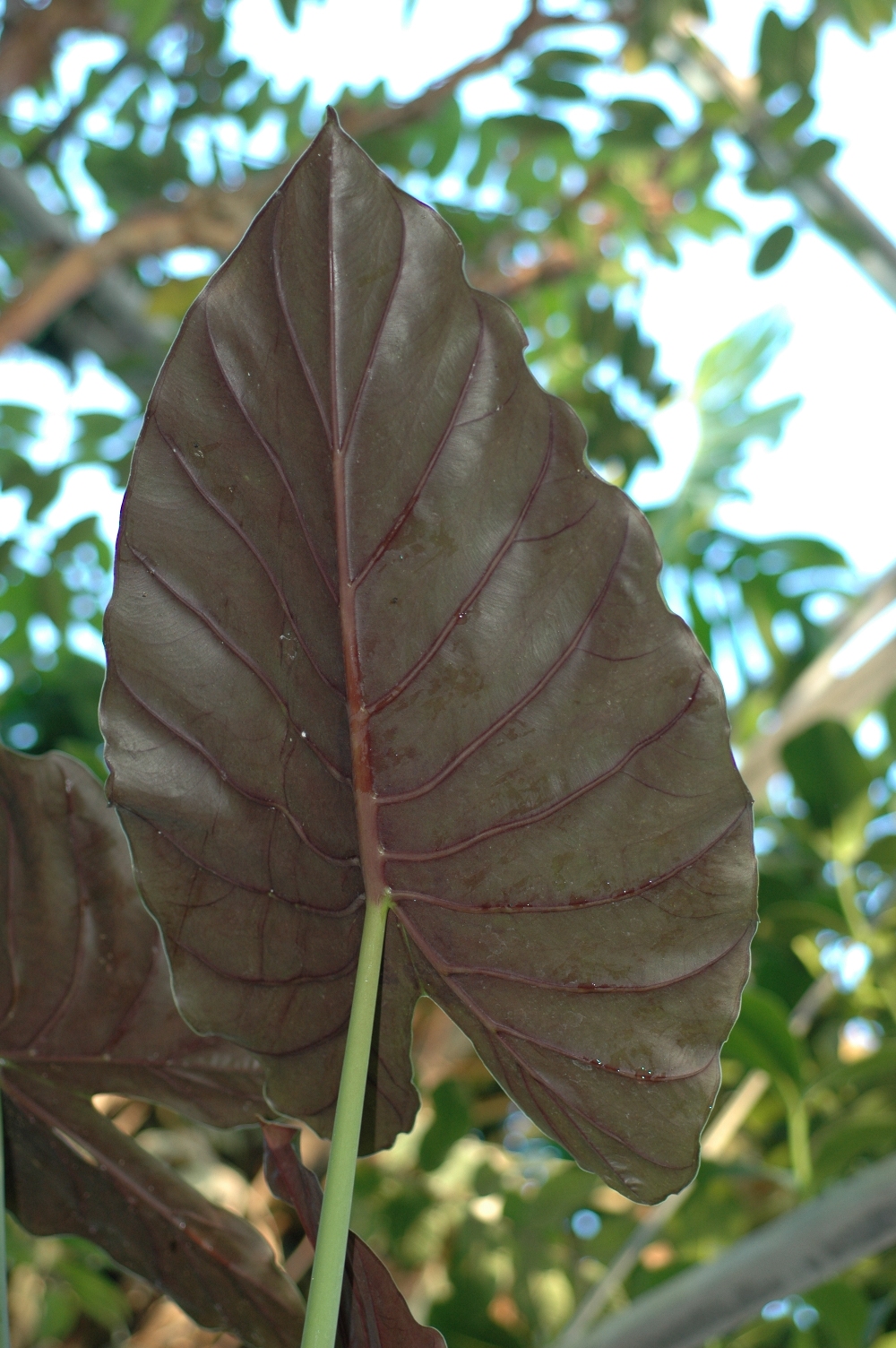 Araceae Xanthosoma violaceum