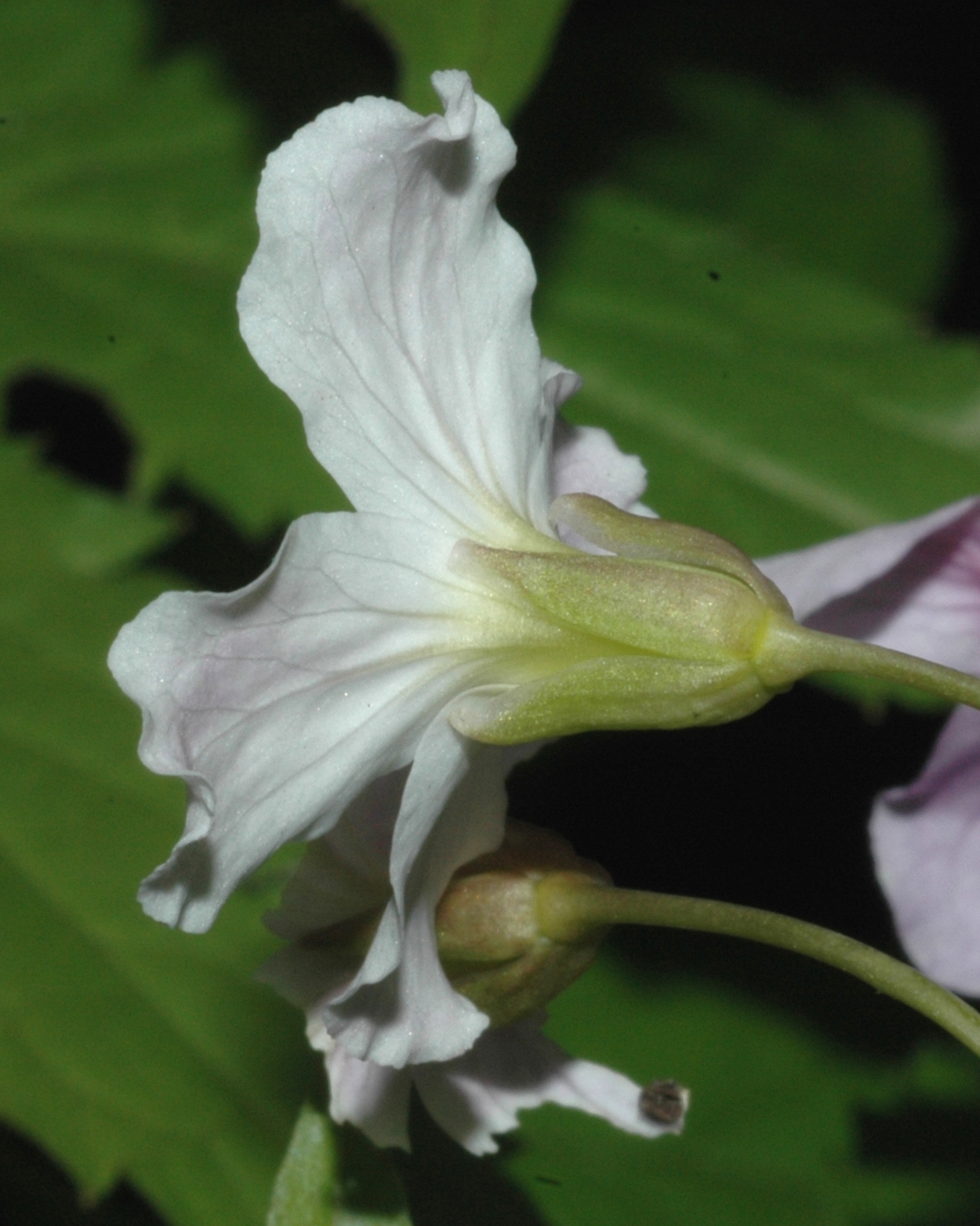 Brassicaceae Cardamine pentaphyllos