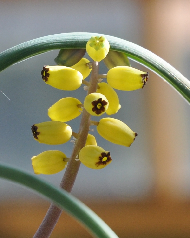 Hyacinthaceae Muscari macrocarpum