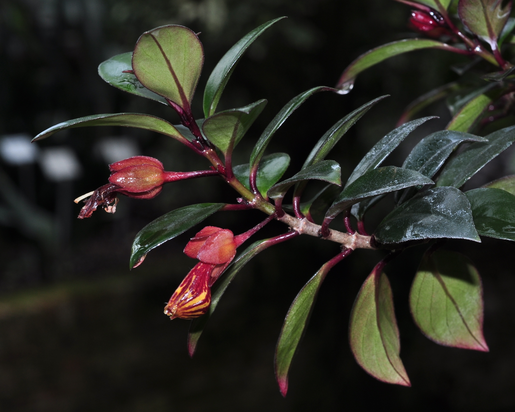 Gesneriaceae Hypocyrta glabra