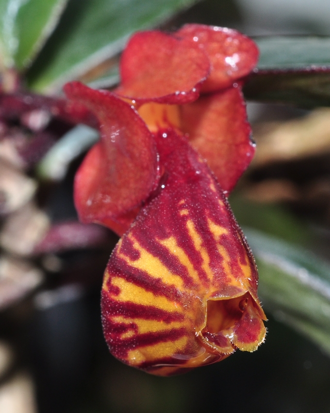 Gesneriaceae Hypocyrta glabra