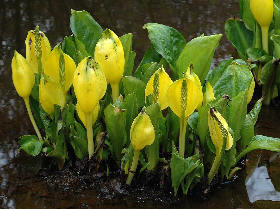 Araceae Lysichiton americanum