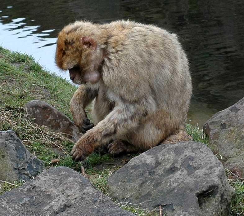 Cercopithecidae Macaca sylvana