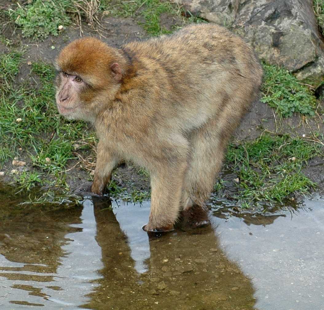 Cercopithecidae Macaca sylvana