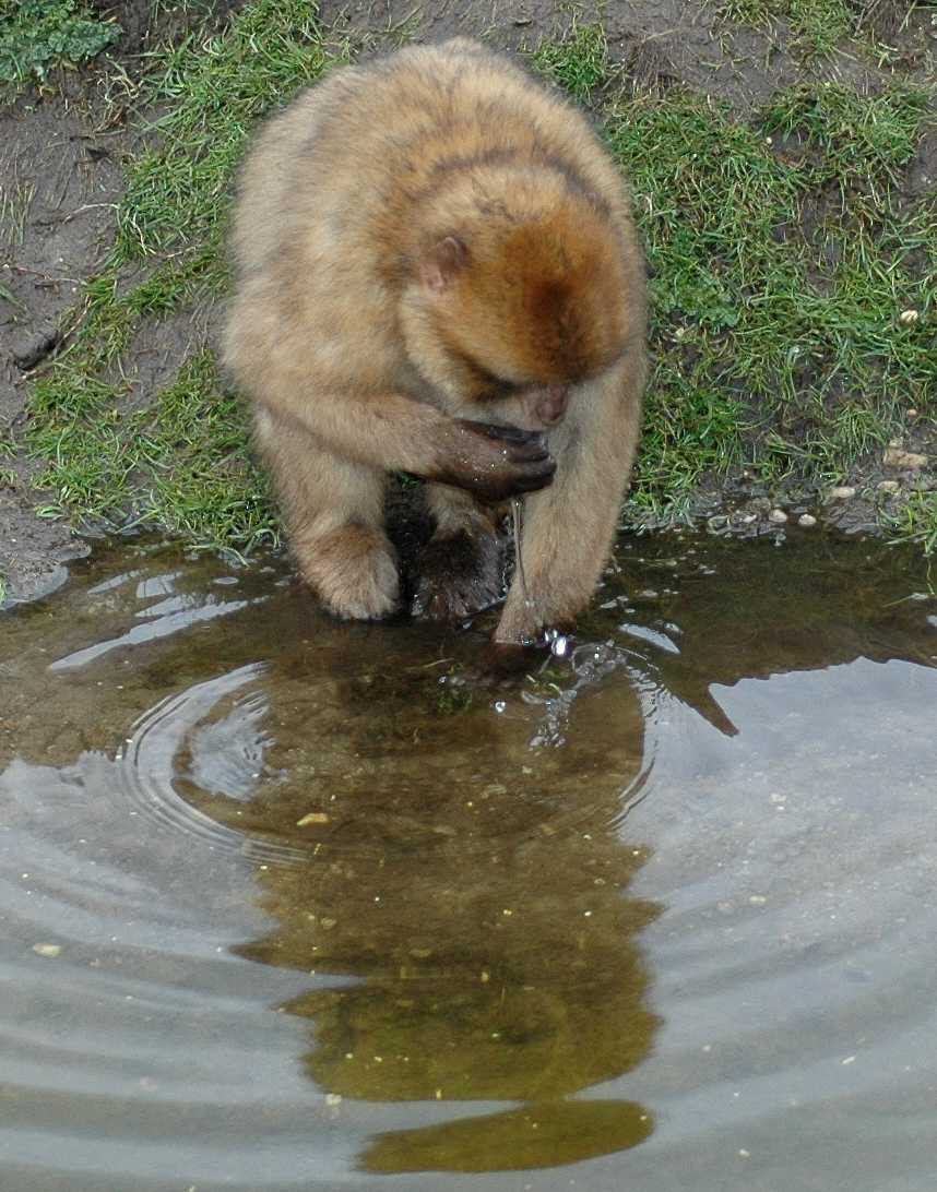 Cercopithecidae Macaca sylvana