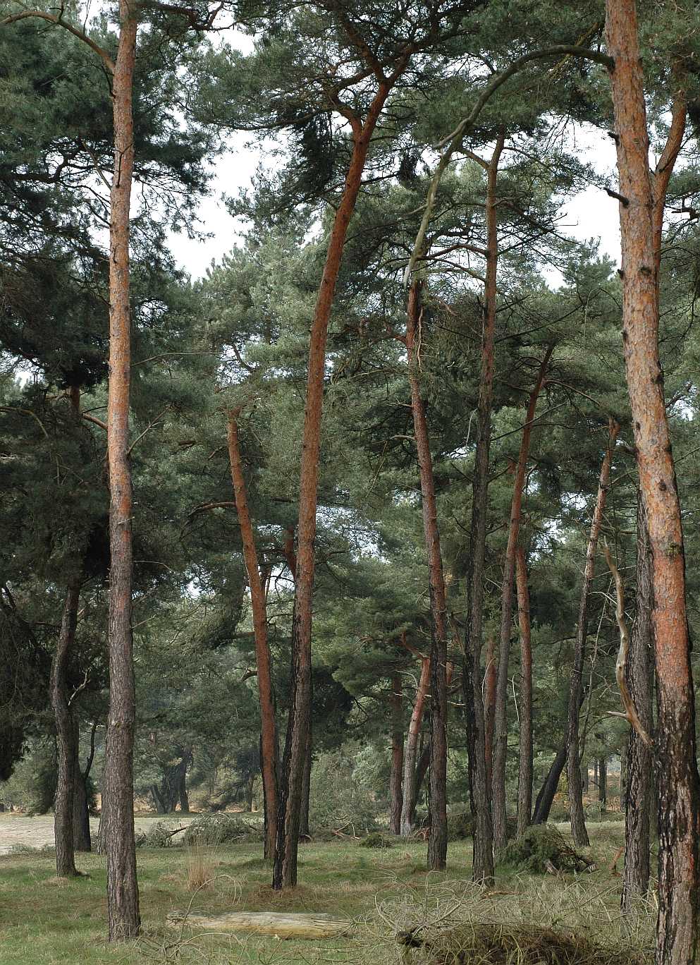 Pinaceae Pinus sylvestris