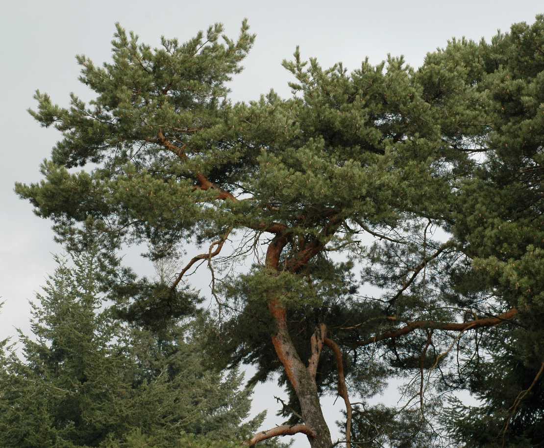 Pinaceae Pinus sylvestris