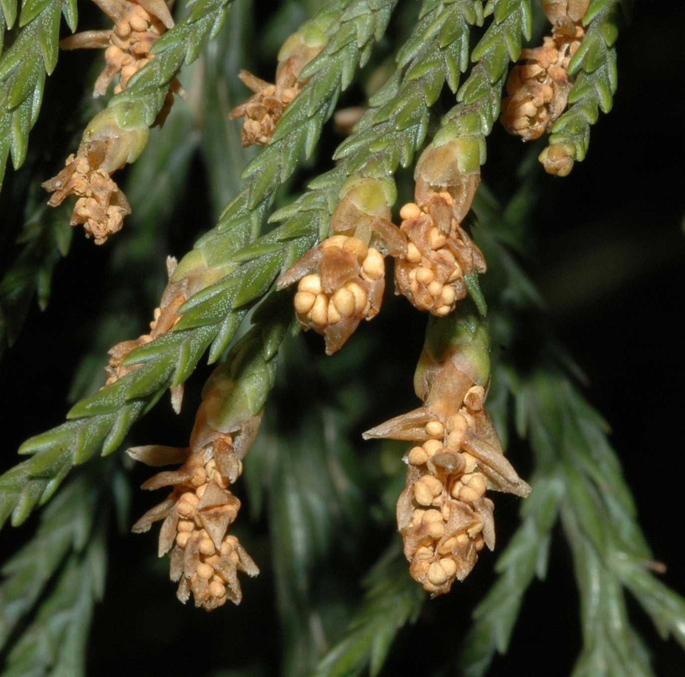 Cupressaceae Sequoiadendron giganteum