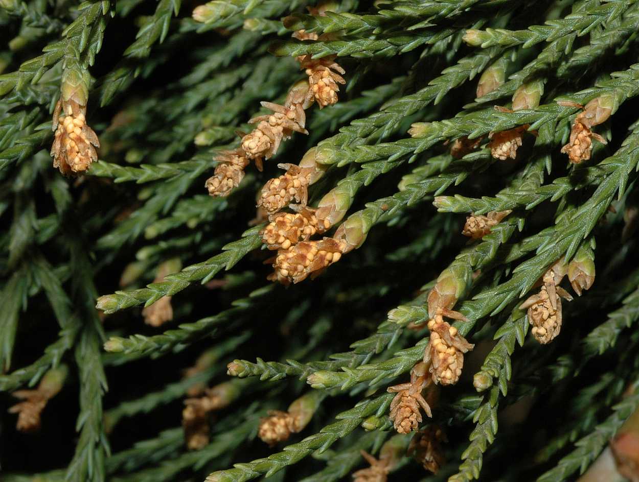 Cupressaceae Sequoiadendron giganteum