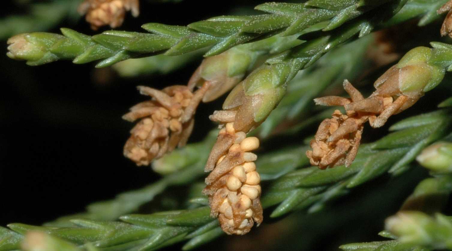 Cupressaceae Sequoiadendron giganteum