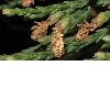 image of Sequoiadendron giganteum