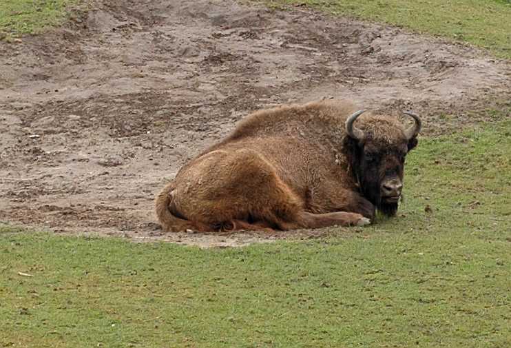 Bovidae Bison bonasus