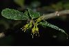 image of Azara microphylla