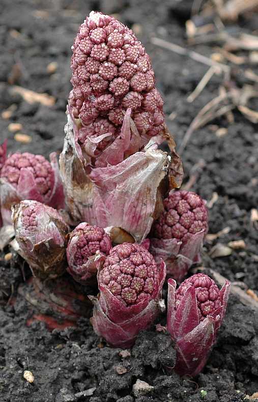 Asteraceae Petasites hybridus