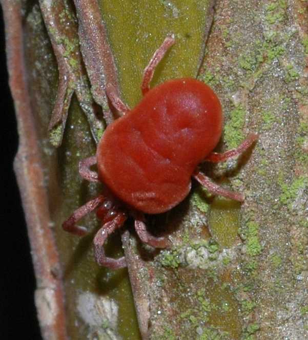 Trombidiidae Trombidium holosericeum