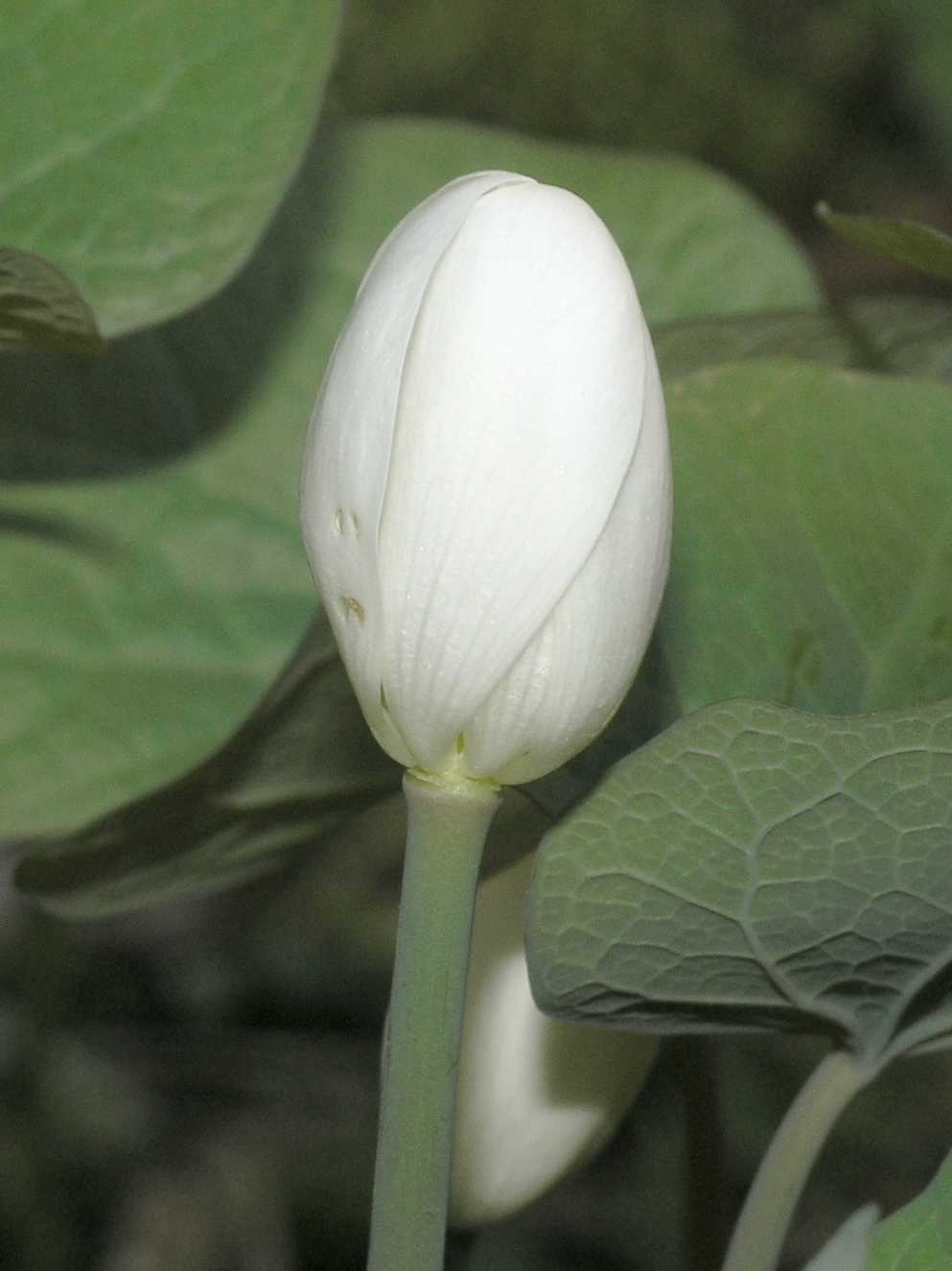 Berberidaceae Jeffersonia diphylla