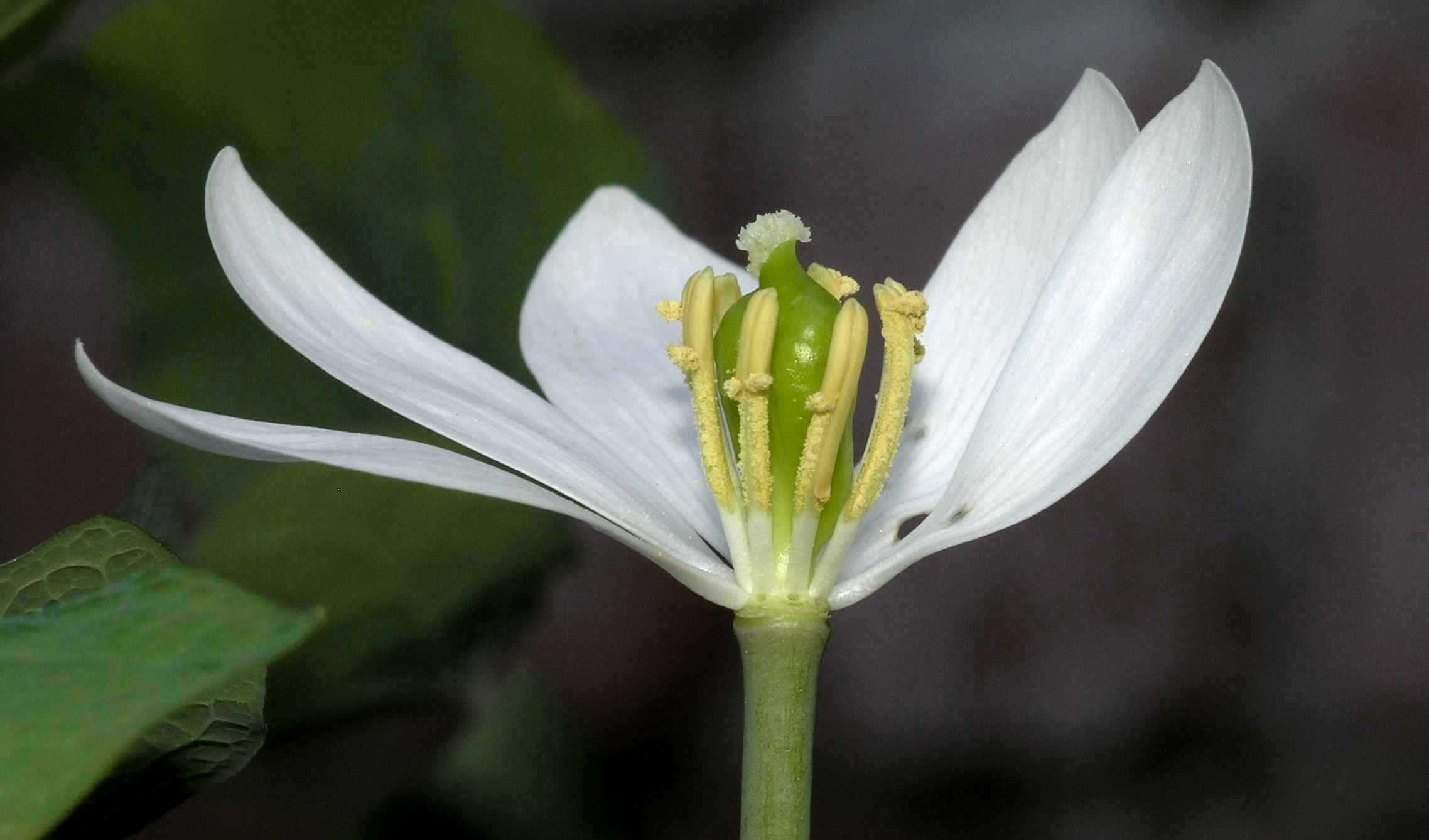 Berberidaceae Jeffersonia diphylla