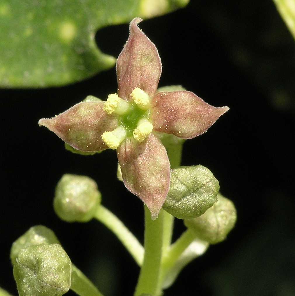 Aucubaceae Aucuba japonica