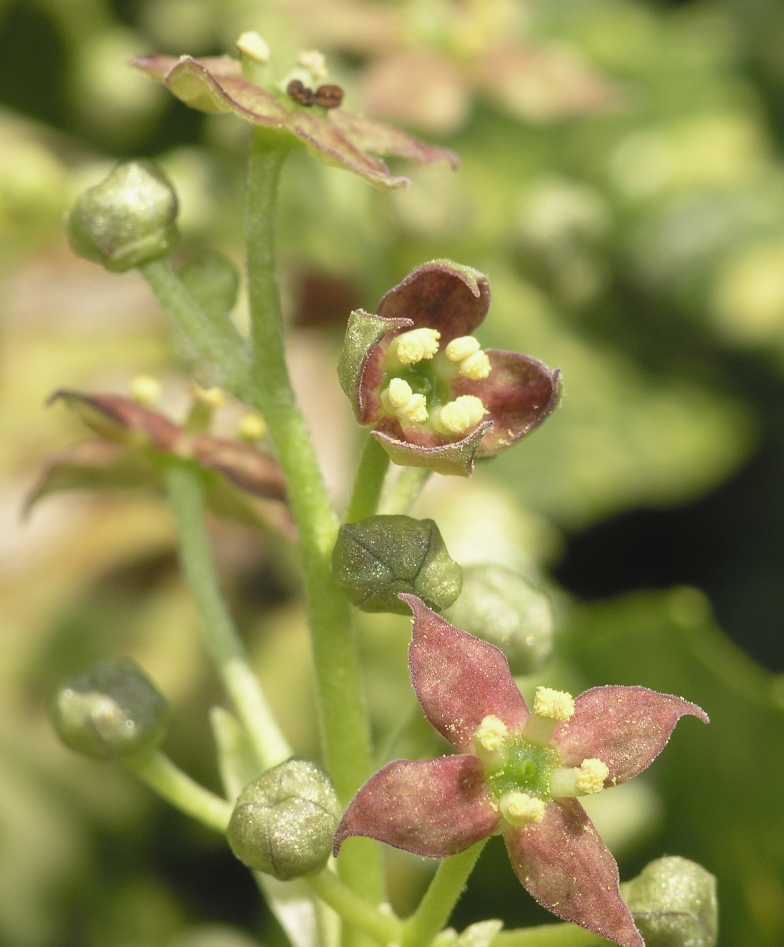 Aucubaceae Aucuba japonica