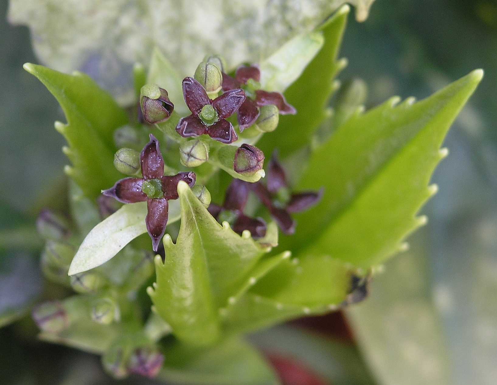 Aucubaceae Aucuba japonica