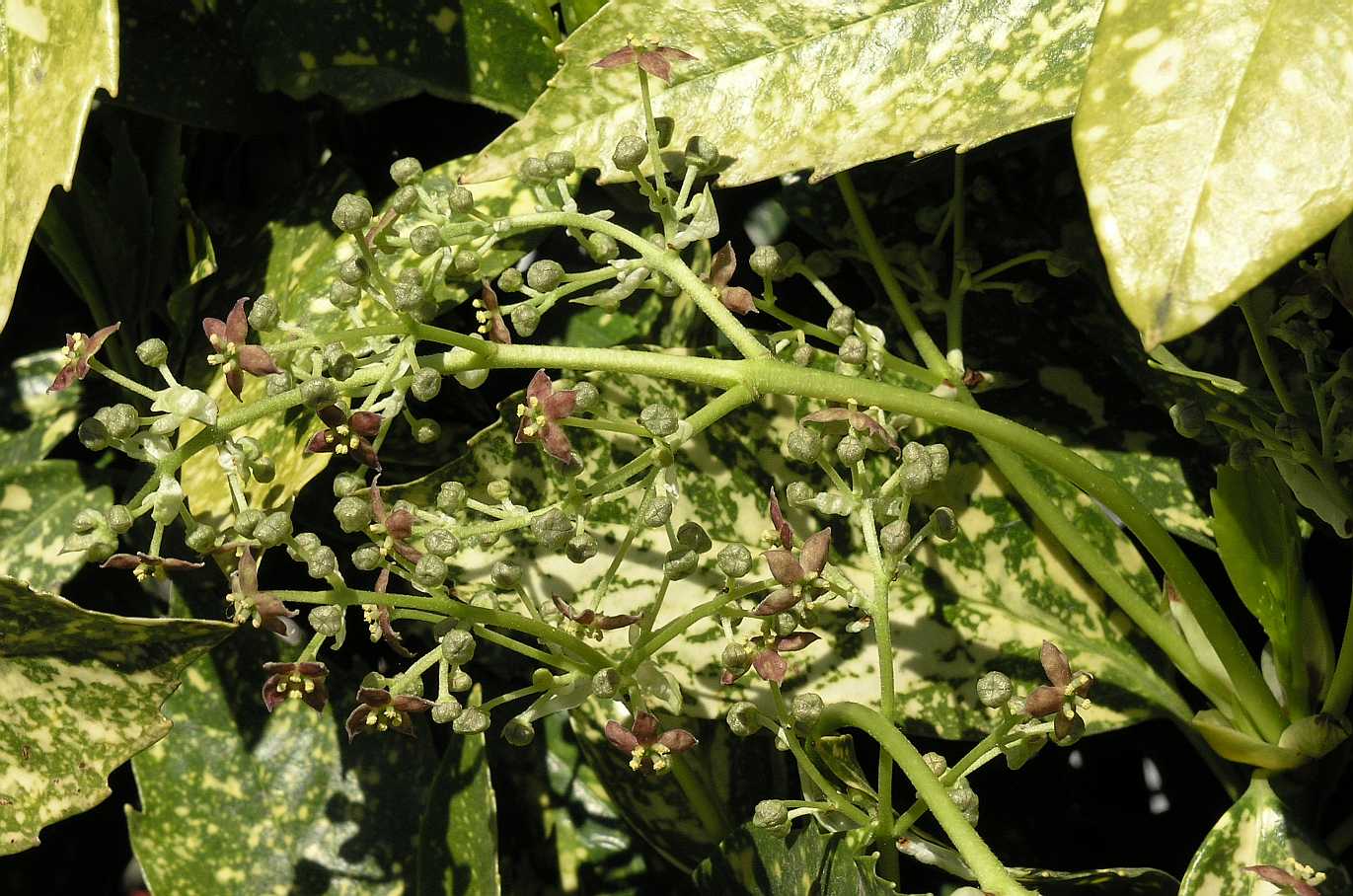 Aucubaceae Aucuba japonica