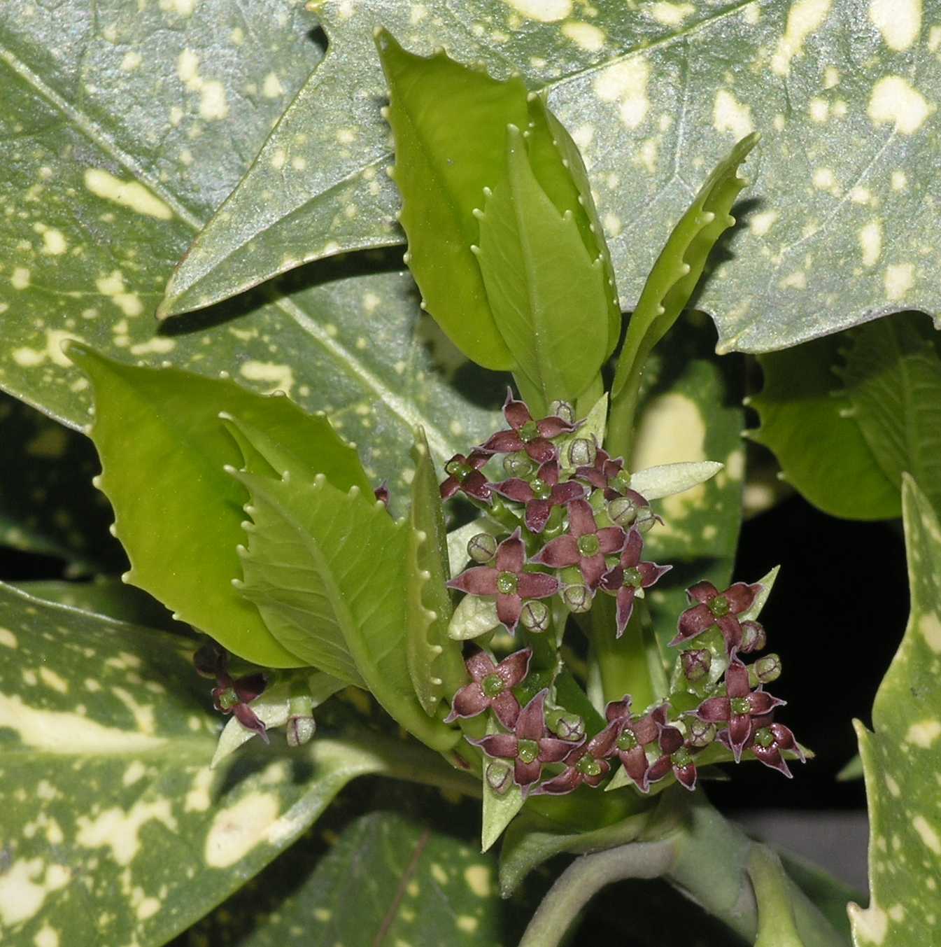 Aucubaceae Aucuba japonica