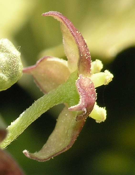 Aucubaceae Aucuba japonica