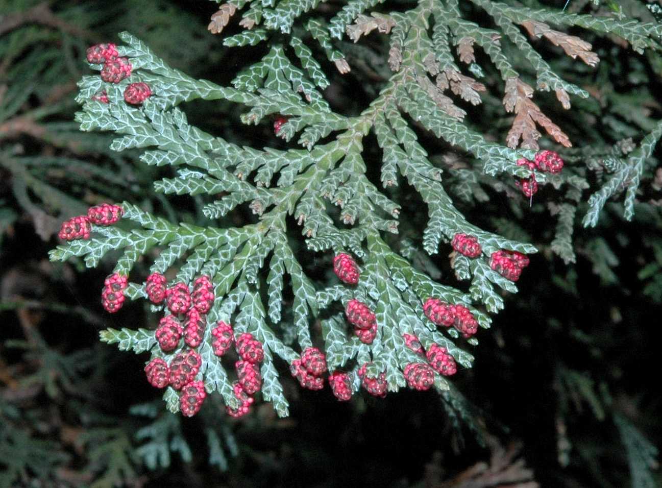 Cupressaceae Chamaecyparis lawsoniana