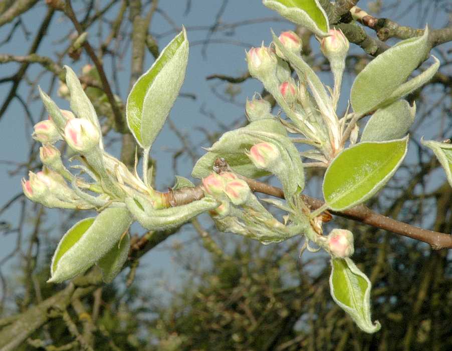 Rosaceae Pyrus communis