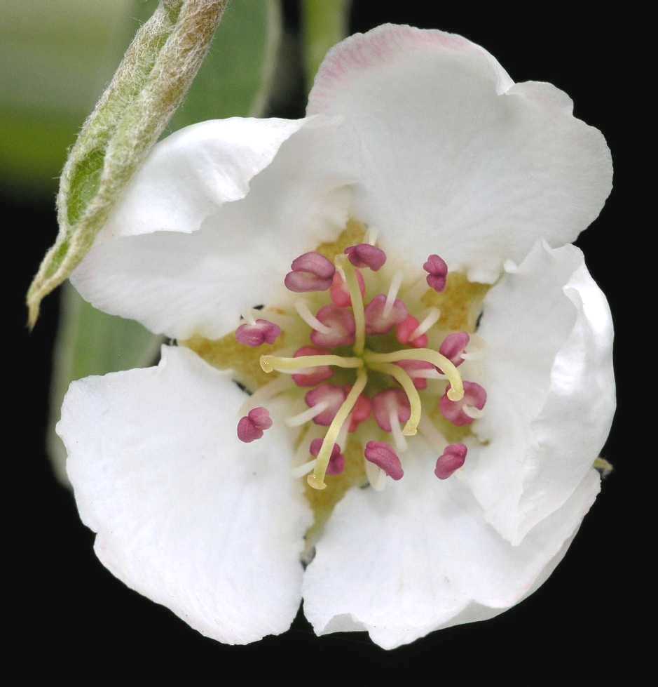 Rosaceae Pyrus communis