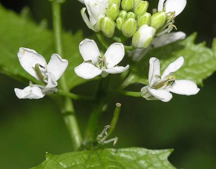 Brassicaceae Alliaria petiolata