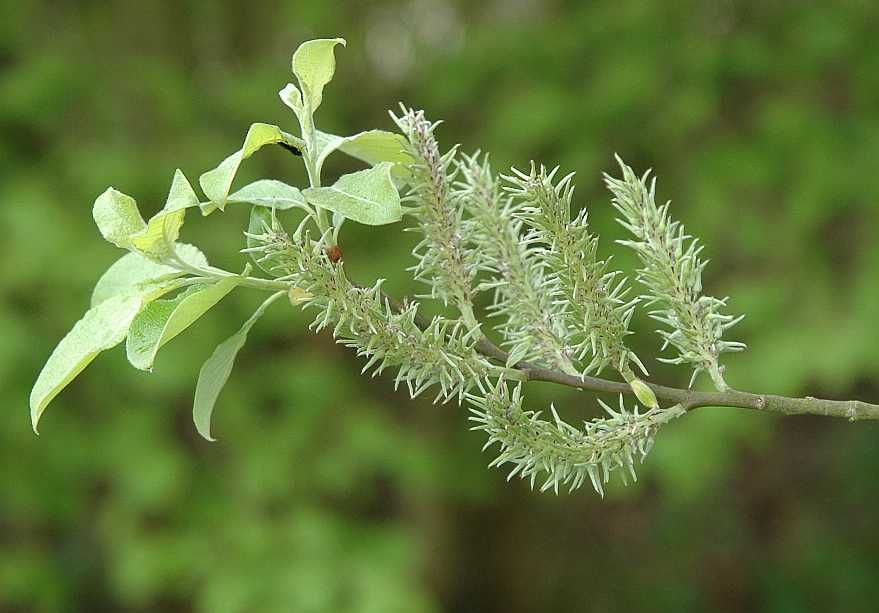 Salicaceae Salix caprea