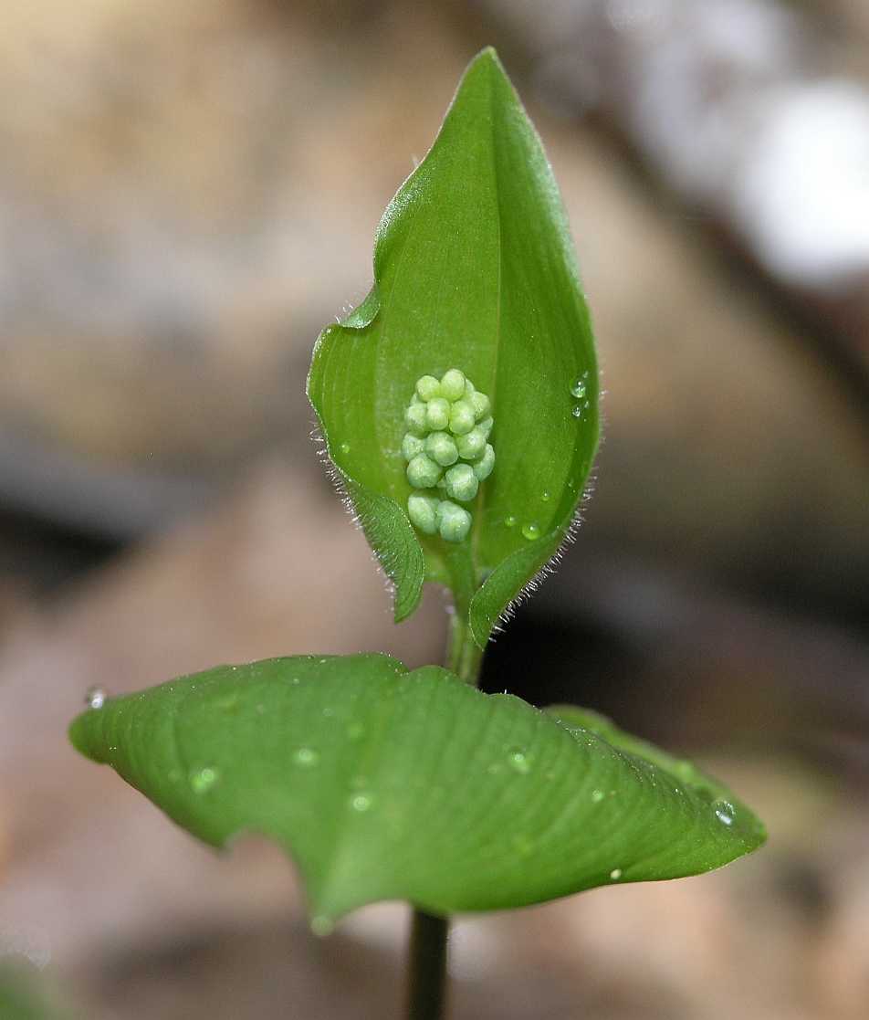 Asparagaceae Maianthemum bifolium