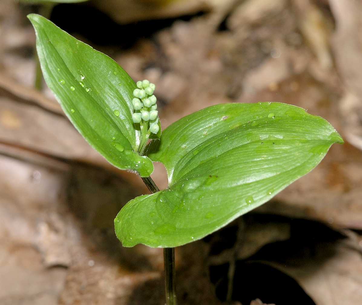 Asparagaceae Maianthemum bifolium